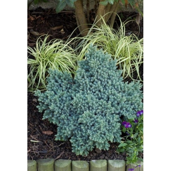 JUNIPERUS SQUAMATA BLUE STAR