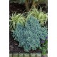 JUNIPERUS SQUAMATA BLUE STAR