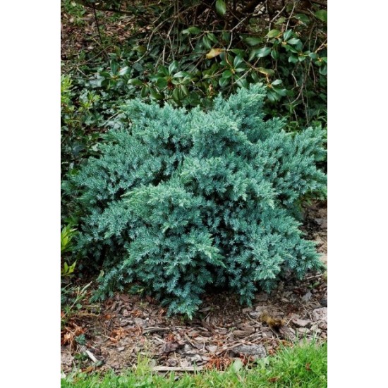 JUNIPERUS SQUAMATA BLUE STAR
