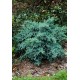 JUNIPERUS SQUAMATA BLUE STAR