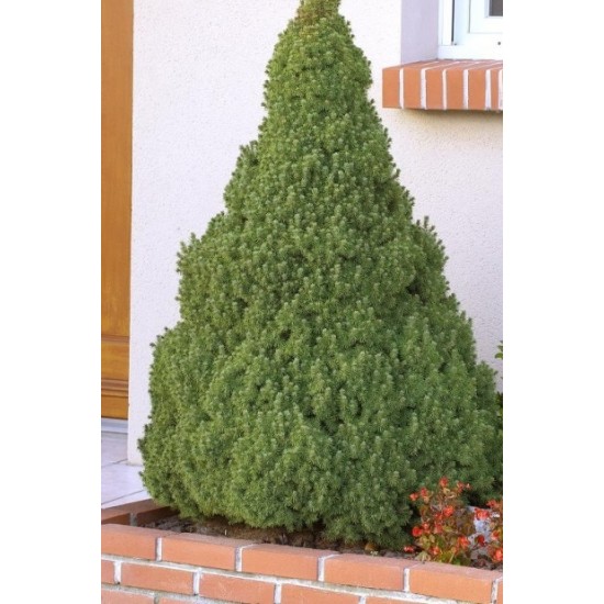 PICEA GLAUCA CONICA