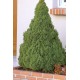 PICEA GLAUCA CONICA