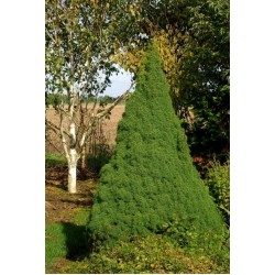 PICEA GLAUCA CONICA 