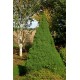PICEA GLAUCA CONICA
