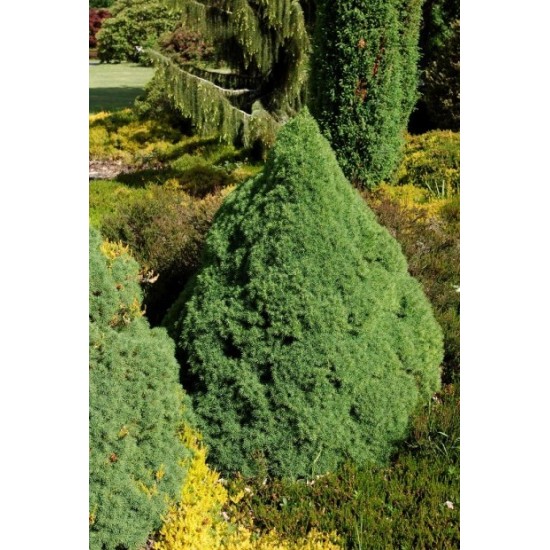 PICEA GLAUCA CONICA