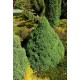 PICEA GLAUCA CONICA