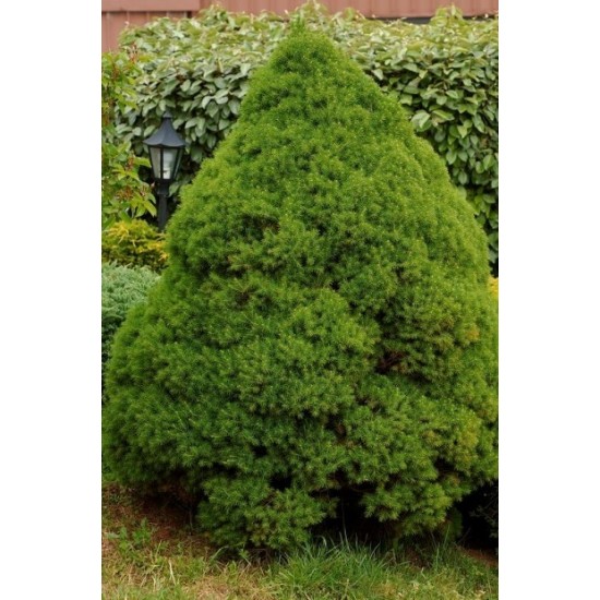 PICEA GLAUCA CONICA