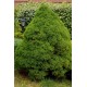 PICEA GLAUCA CONICA