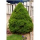 PICEA GLAUCA CONICA