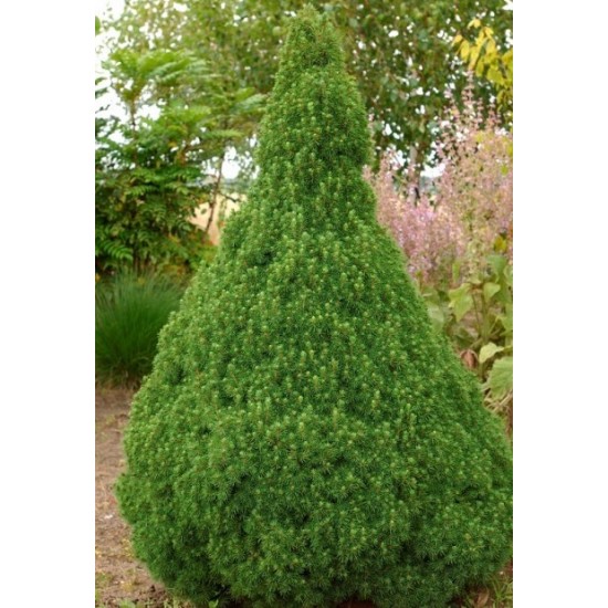 PICEA GLAUCA CONICA