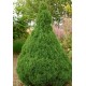 PICEA GLAUCA CONICA