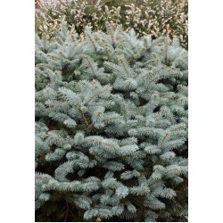 PICEA PUNGENS GLAUCA GLOBOSA
