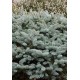 PICEA PUNGENS GLAUCA GLOBOSA