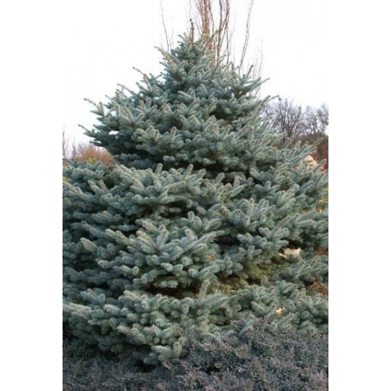 PICEA PUNGENS GLAUCA GLOBOSA