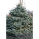 PICEA PUNGENS GLAUCA GLOBOSA