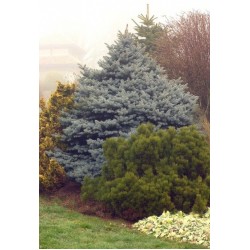 PICEA PUNGENS GLAUCA GLOBOSA