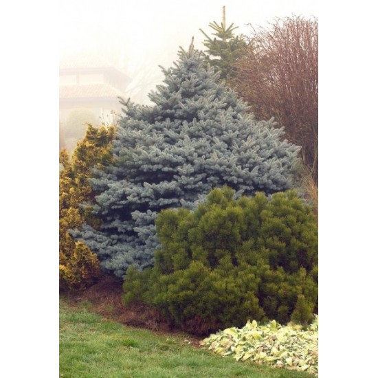 PICEA PUNGENS GLAUCA GLOBOSA