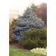 PICEA PUNGENS GLAUCA GLOBOSA