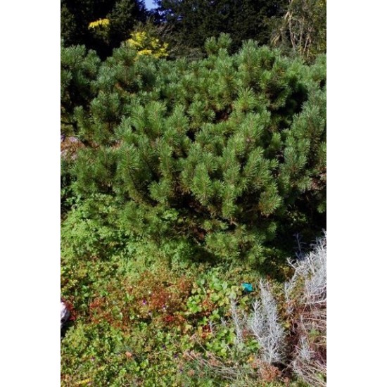PINUS MUGO MUGHUS