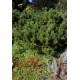 PINUS MUGO MUGHUS