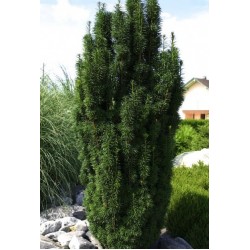 TAXUS BACCATA FASTIGIATA AUREA