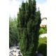 TAXUS BACCATA FASTIGIATA AUREA