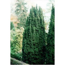 TAXUS BACCATA FASTIGIATA AUREA