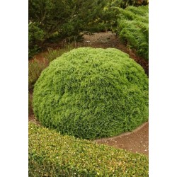 THUJA OCCIDENTALIS DANICA