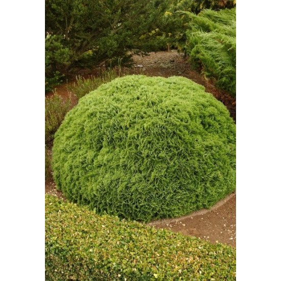THUJA OCCIDENTALIS DANICA
