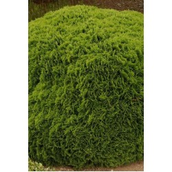 THUJA OCCIDENTALIS DANICA