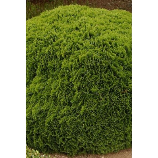 THUJA OCCIDENTALIS DANICA
