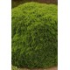 THUJA OCCIDENTALIS DANICA