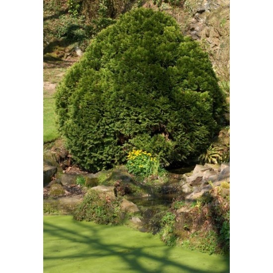 THUJA OCCIDENTALIS DANICA