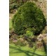THUJA OCCIDENTALIS DANICA