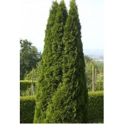 THUJA OCCIDENTALIS EMERAUDE