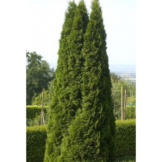 THUJA OCCIDENTALIS EMERAUDE
