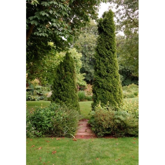 THUJA OCCIDENTALIS EMERAUDE