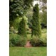 THUJA OCCIDENTALIS EMERAUDE