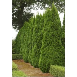 THUJA OCCIDENTALIS EMERAUDE