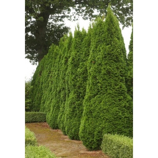 THUJA OCCIDENTALIS EMERAUDE