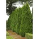 THUJA OCCIDENTALIS EMERAUDE