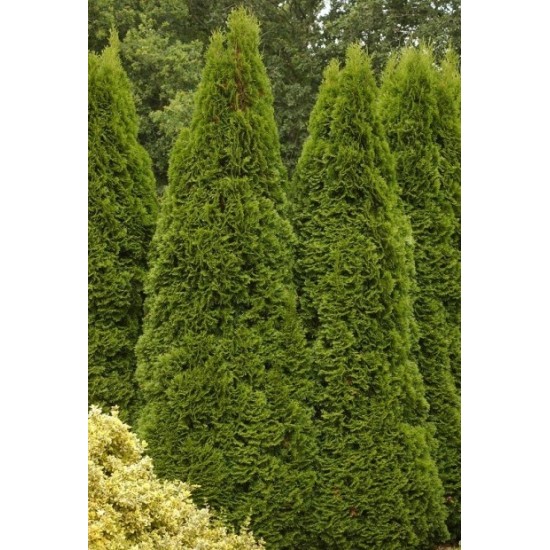 THUJA OCCIDENTALIS EMERAUDE
