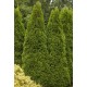 THUJA OCCIDENTALIS EMERAUDE
