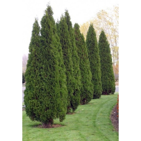 THUJA OCCIDENTALIS EMERAUDE
