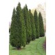 THUJA OCCIDENTALIS EMERAUDE