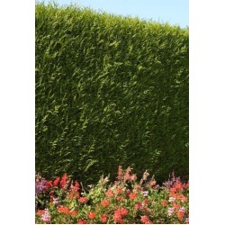 THUJA PLICATA ATROVIRENS
