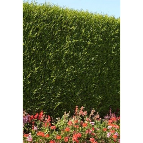 THUJA PLICATA ATROVIRENS