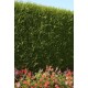 THUJA PLICATA ATROVIRENS