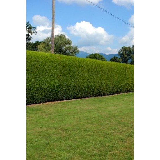 THUJA PLICATA ATROVIRENS