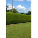 THUJA PLICATA ATROVIRENS